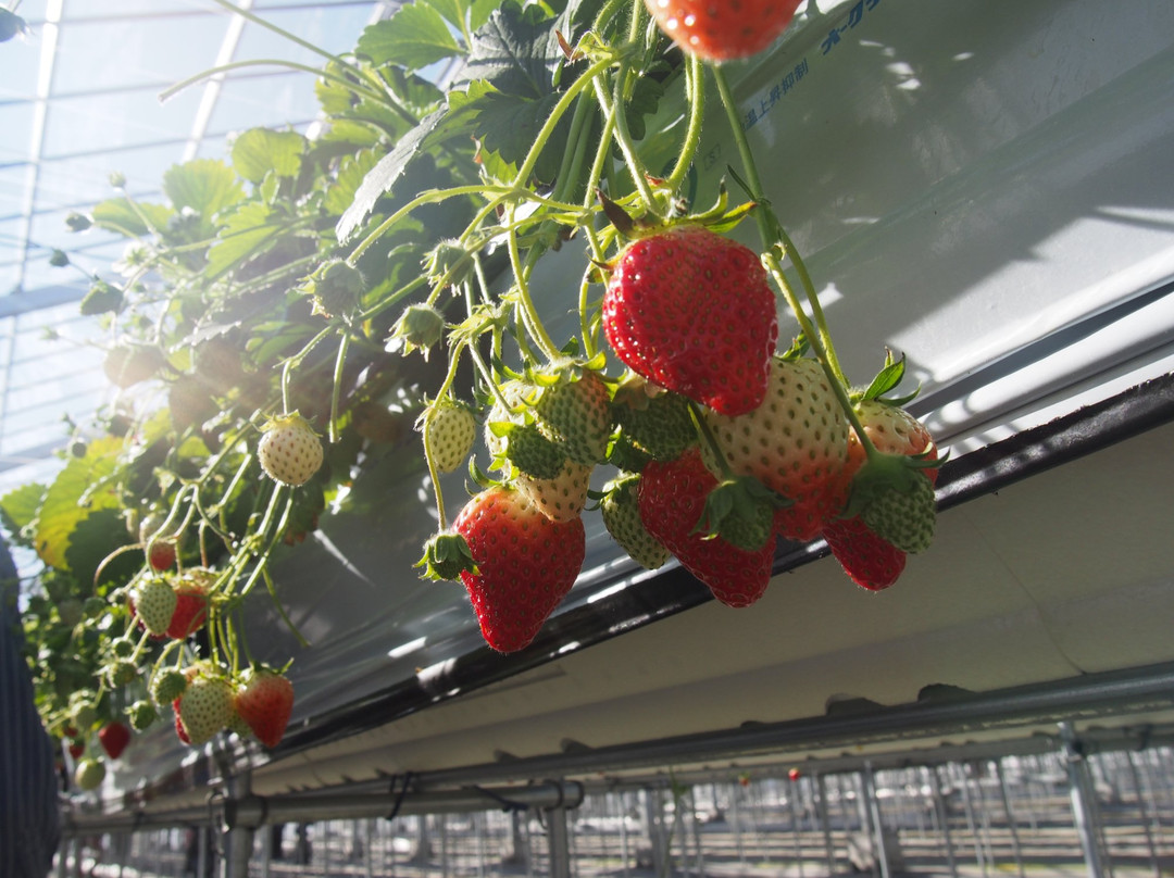 ICHIGO WORLD-山元町必去景点