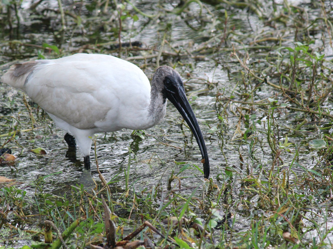Keoladeo Shiva temple-Bharatpur District必去景点