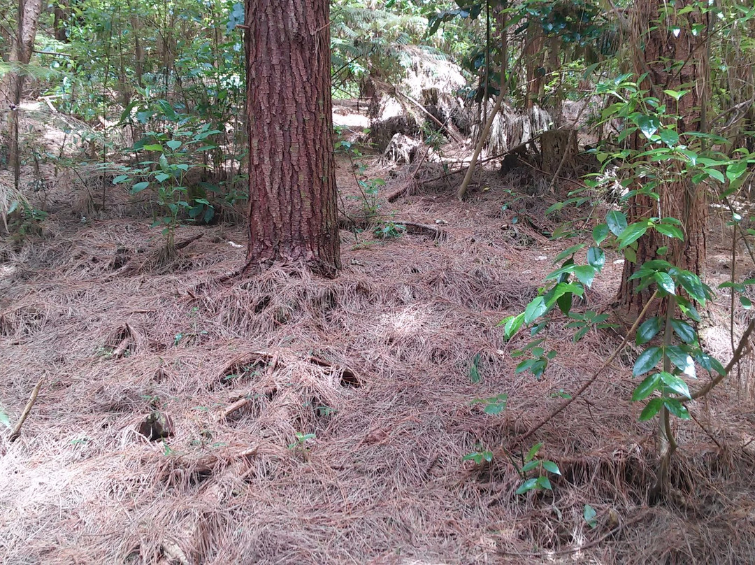 Pohuehue Waterfalls-瓦卡沃夫必去景点