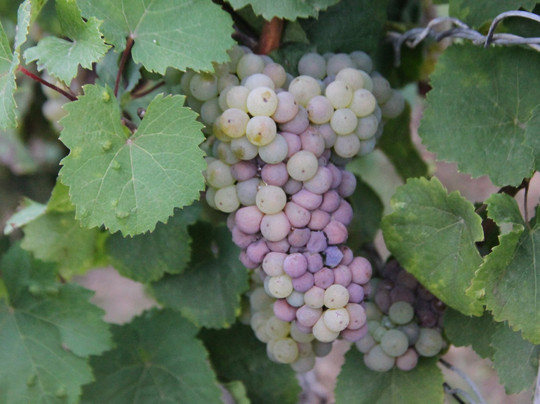 Weingut Magdalenenhof-吕德斯海姆必去景点