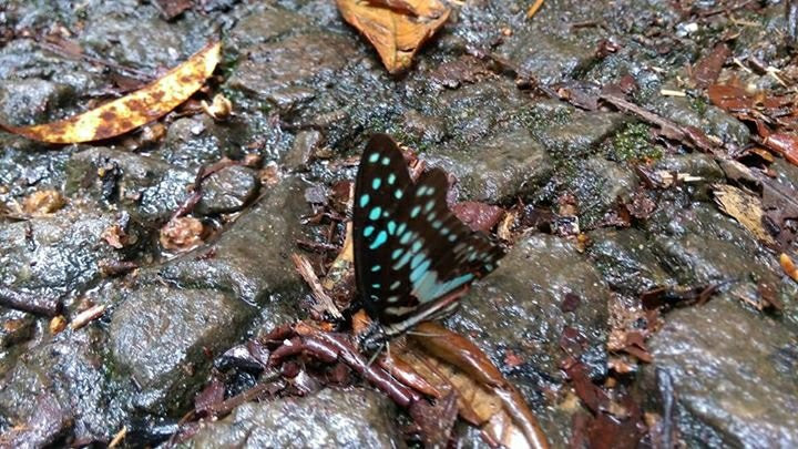 Kanneliya Forest Resort主图