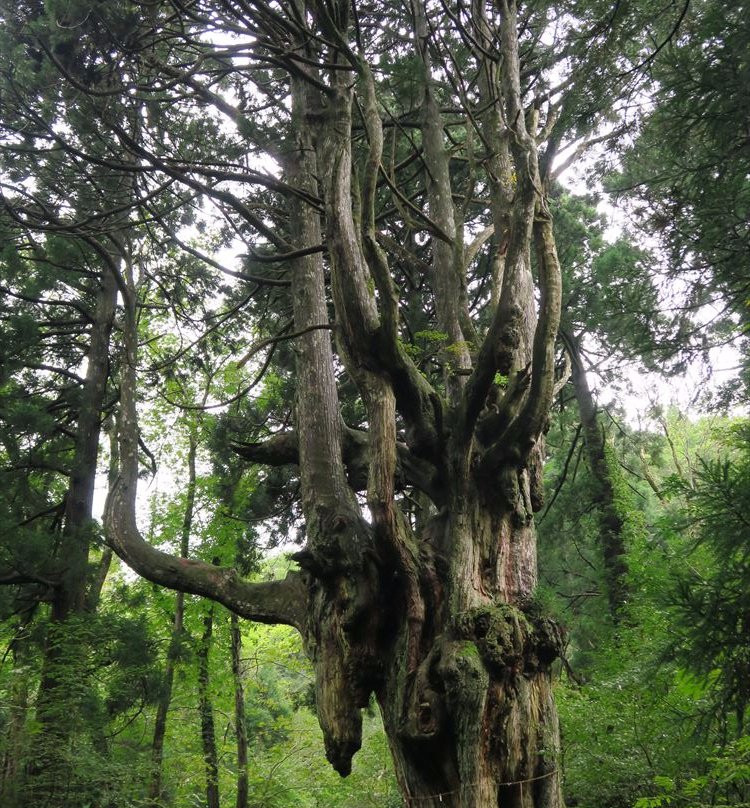 Iwakura no Chibusa Sugi-隐岐之岛町必去景点