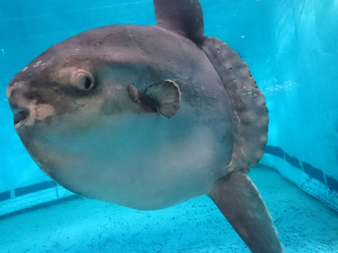 Kochi Prefectural Ashizuri Kaiyokan Aquarium-土佐清水市必去景点
