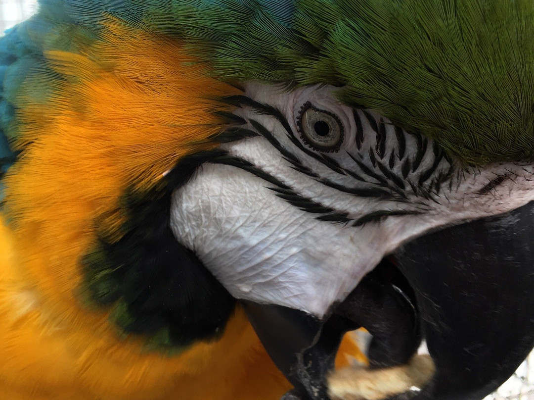 Parrot Island - Exotic Bird Sanctuary景点图片