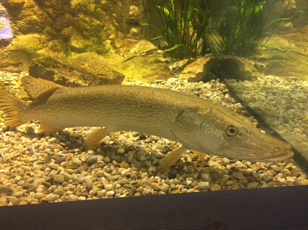 Bodorka Balaton Aquarium景点图片