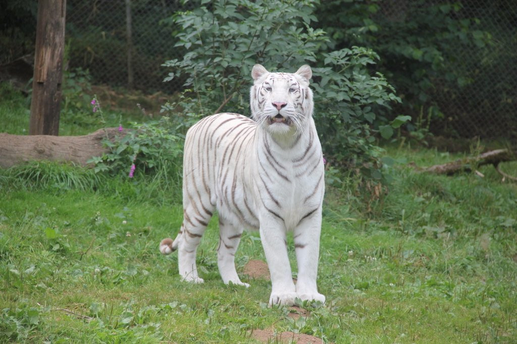 Tregomeur旅游攻略图片