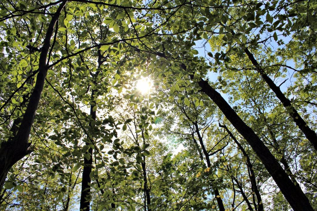 Buffalo Mountain Park-约翰逊城必去景点