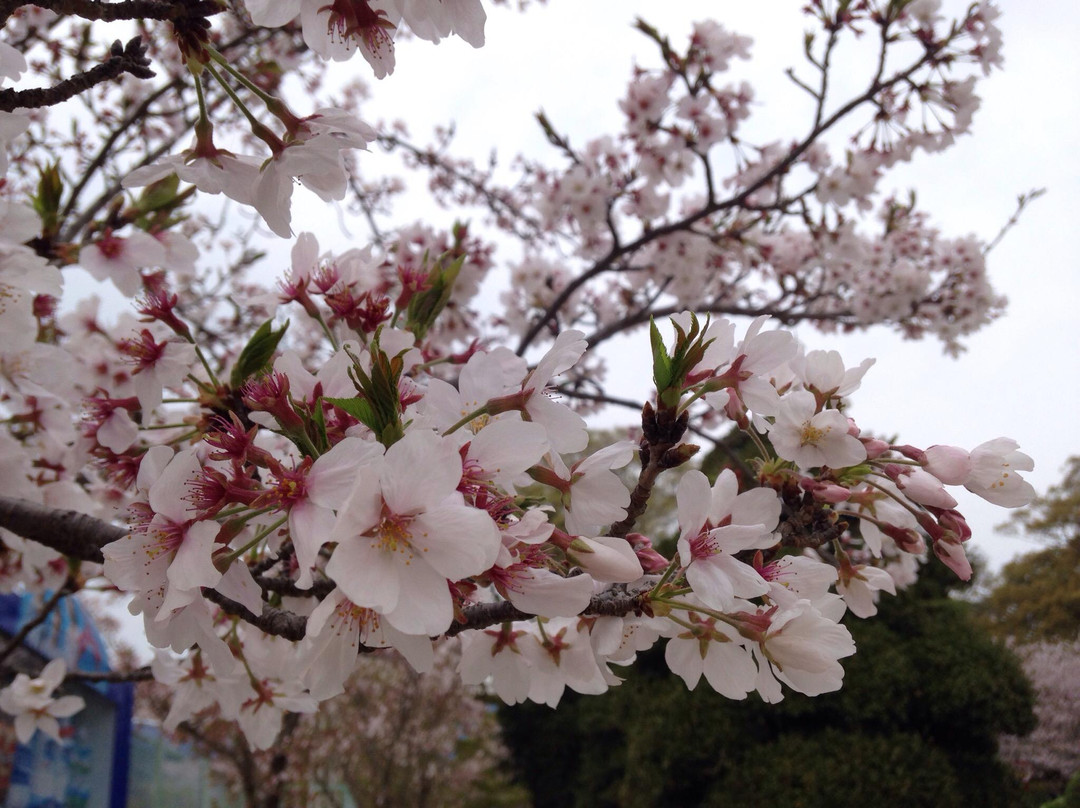 Ogi Park-小城市必去景点