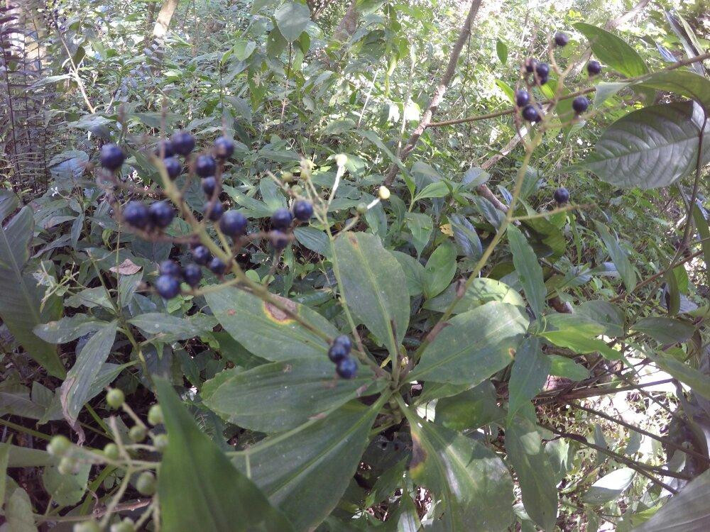 Mt. Manabu-八打雁市必去景点