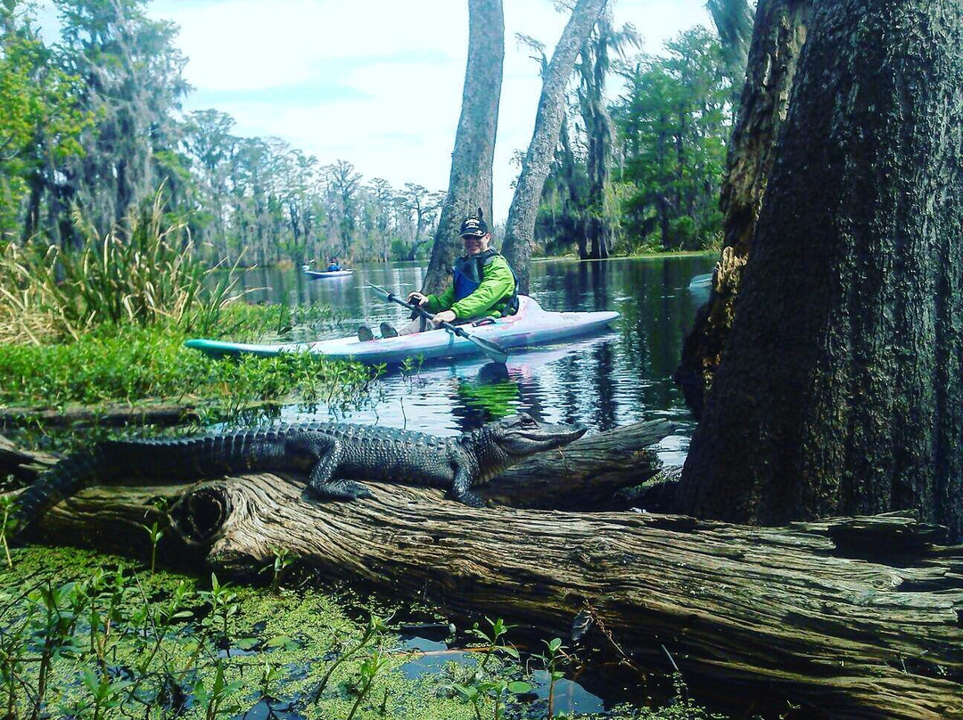 Wild Louisiana Kayak Swamp Tours景点图片
