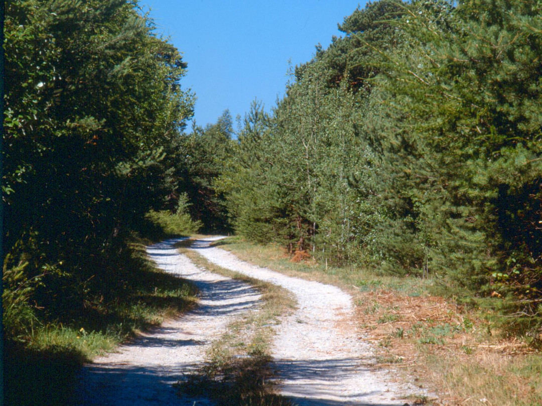 Naturpark Pfyn-Finges-谢尔必去景点