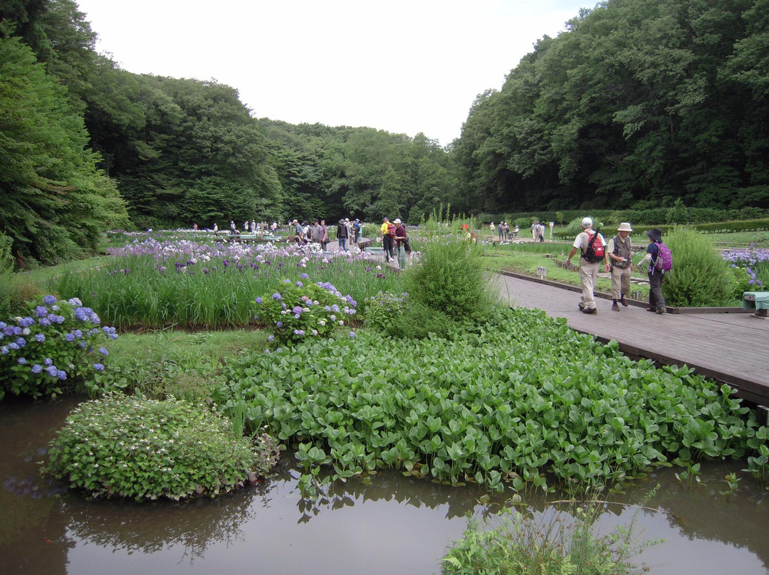 Fukiage Shobu Park-青梅市必去景点