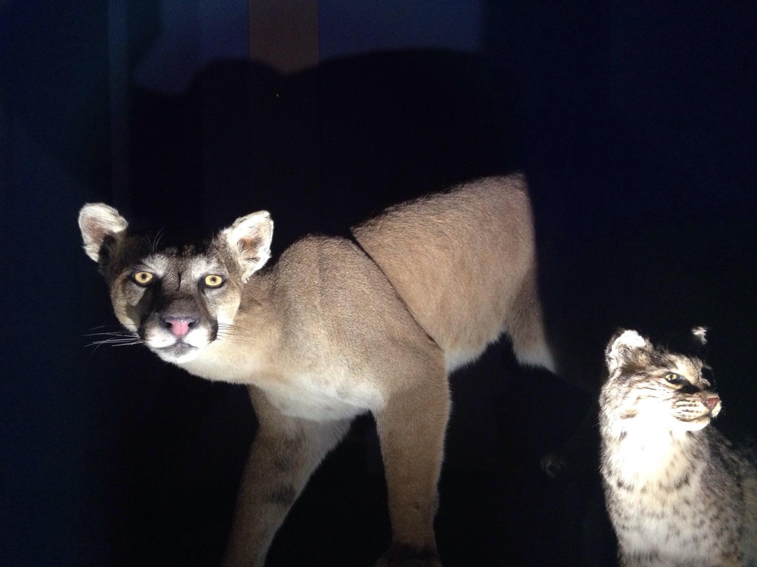 Musee de la nature et des sciences-舍布鲁克必去景点