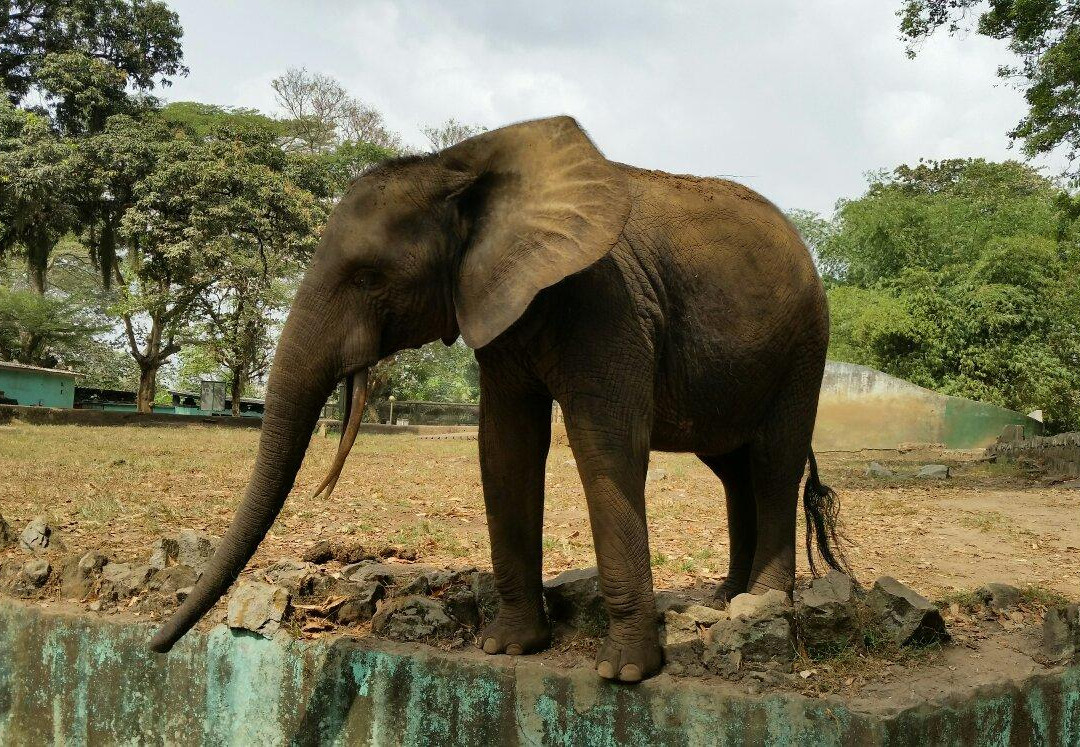 Zoo Nationale D'Abidjan景点图片