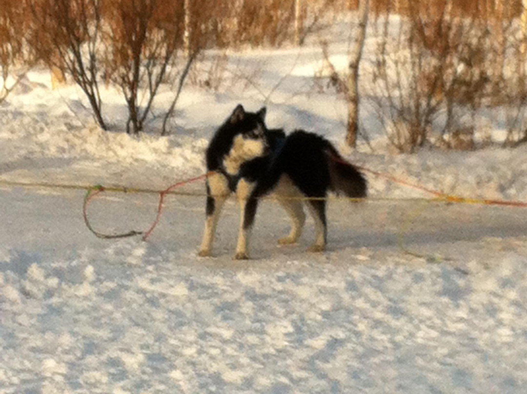 Huskies-Center Akvilon - Day Tours景点图片
