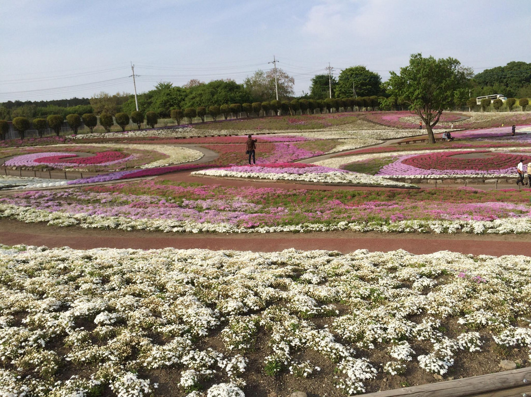 Misato moss phlox Park-高崎市必去景点