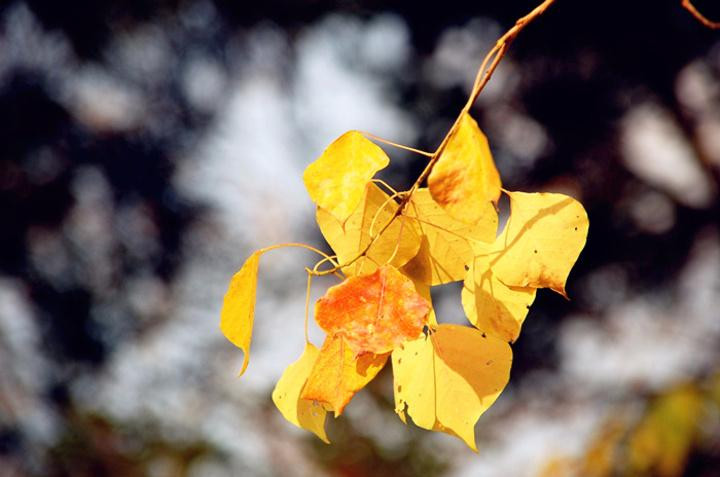 塔川秋色-黟县必去景点