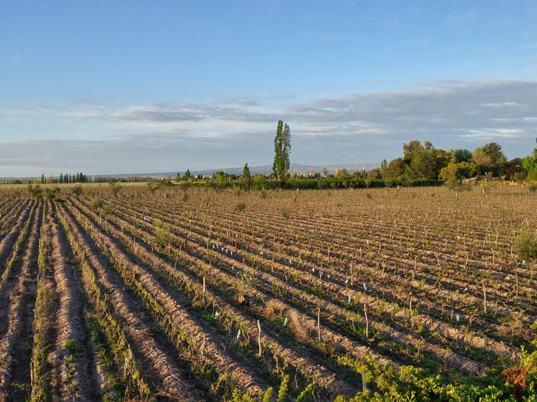 Guest House EL Tata - Posada主图