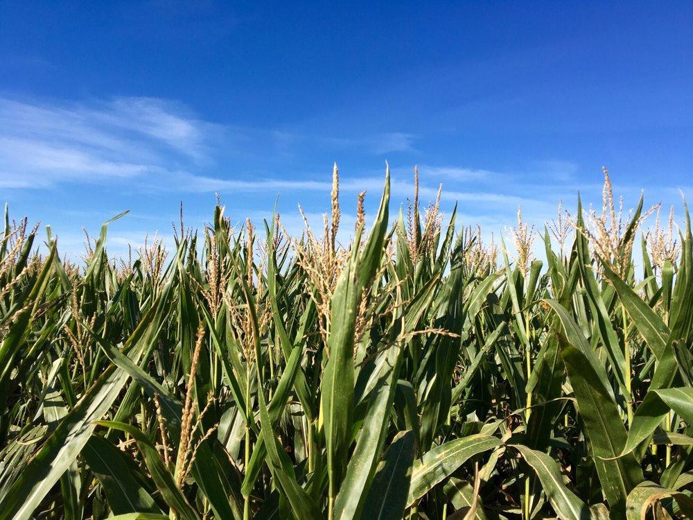 Shryocks Callaway Farms-哥伦比亚市必去景点