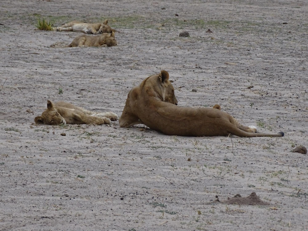 The Old House- Chobe Private activities and Safaris-卡萨尼必去景点
