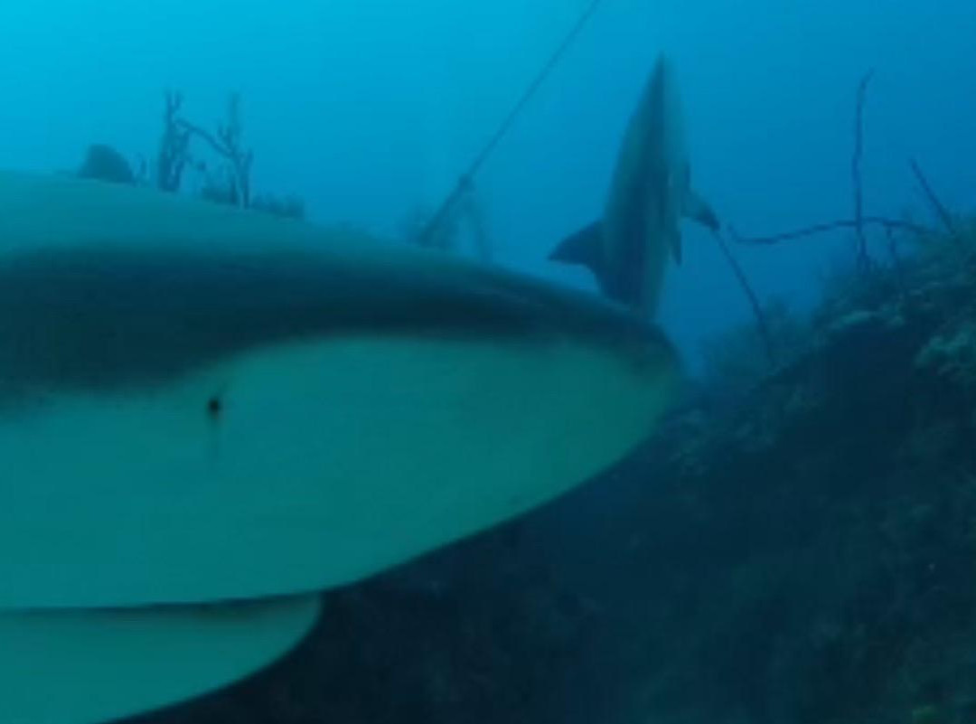 Jardines De La Reina-古巴必去景点