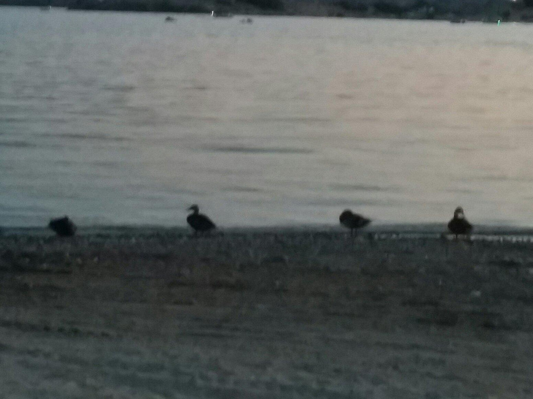 Rotary Community Park-哈瓦苏湖城必去景点