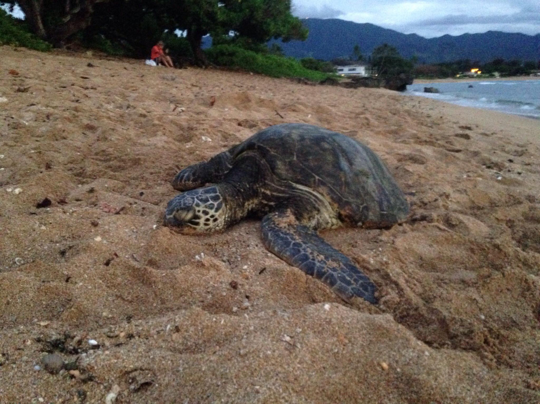 Haleiwa Alii Beach Park-哈雷瓦必去景点