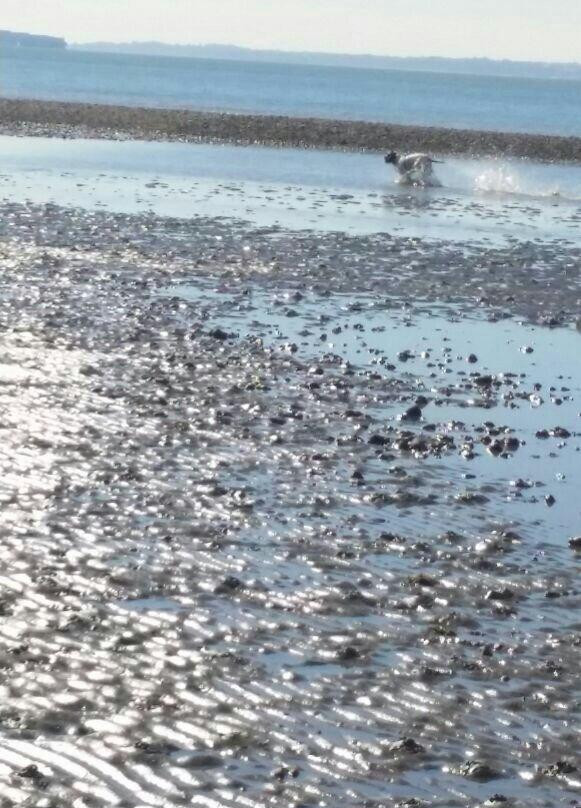 Lee On Solent Beach景点图片