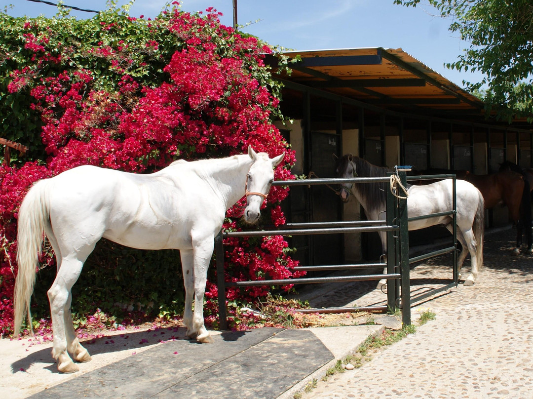 Europe Equitation Horse riding-桑路卡拉马尤必去景点