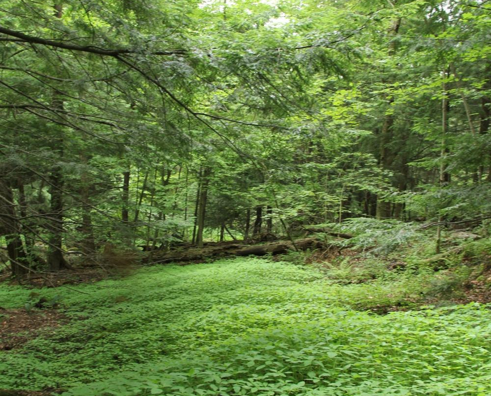 Glen Haffy Conservation Park-卡利登必去景点