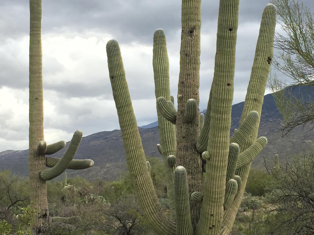 萨格鲁国家公园-图森必去景点