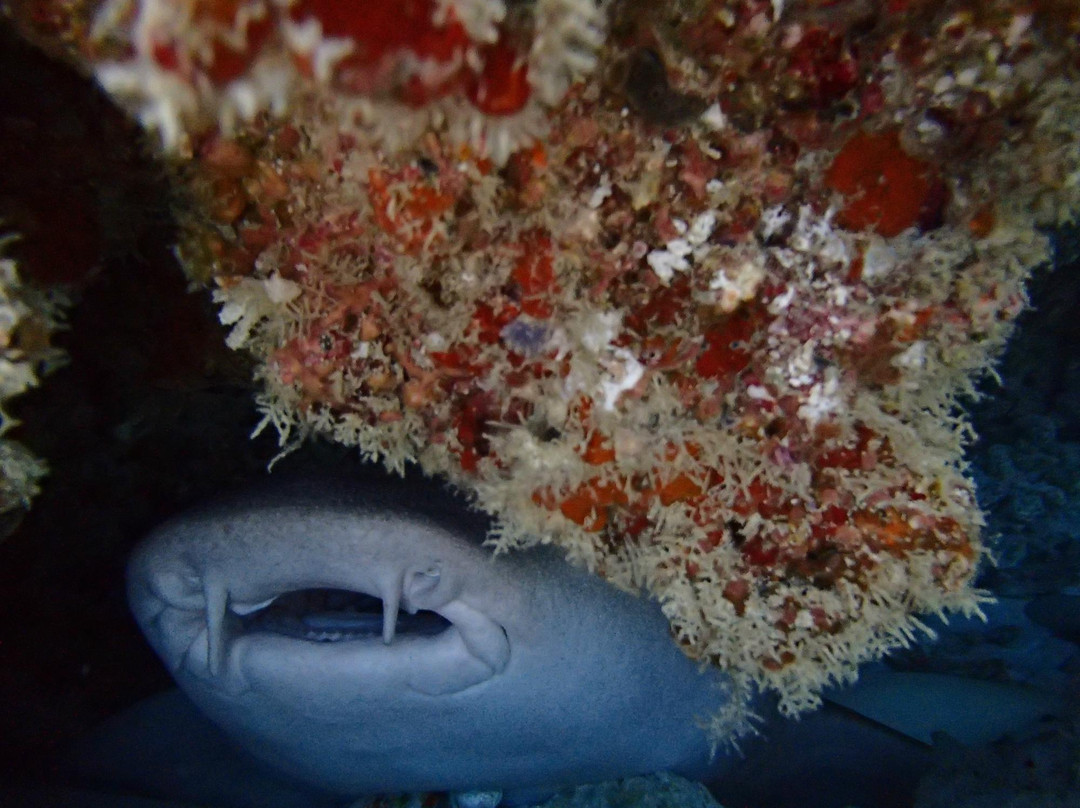 Dive Club Maldives-马累必去景点