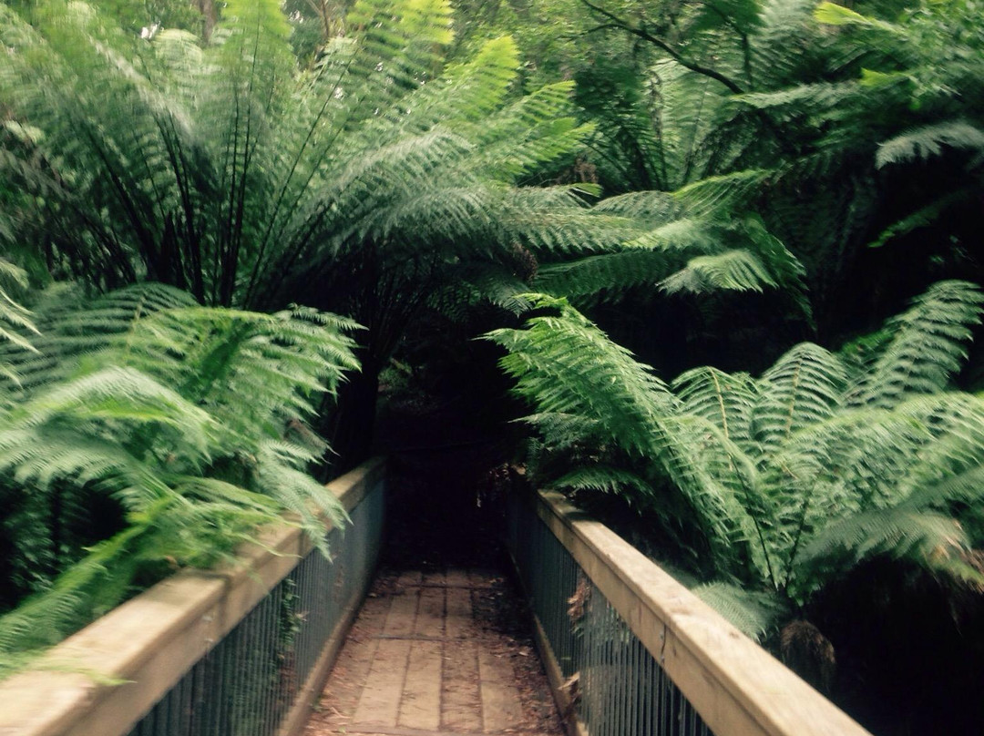 Great Otway National Park景点图片