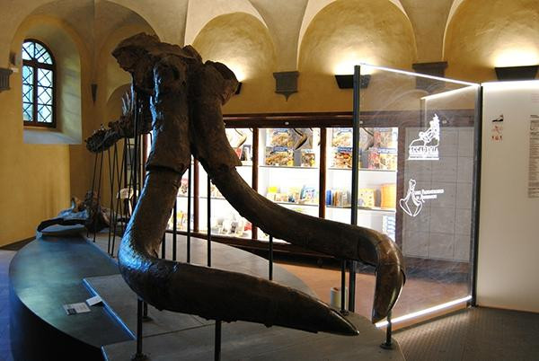 Museo Paleontologico di Montevarchi景点图片