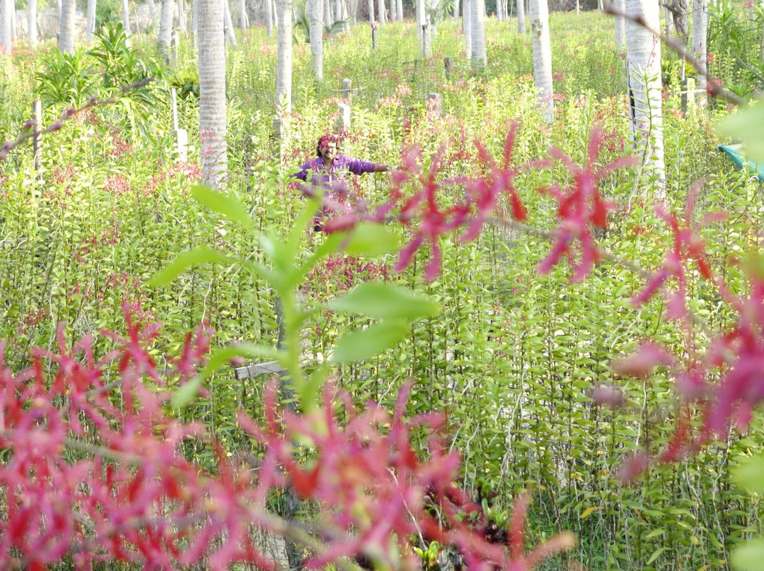 Sea Side Orchid Farm景点图片
