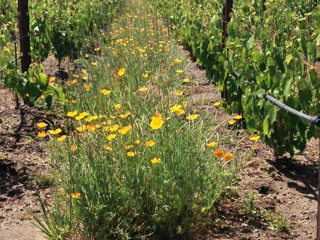 Larkmead Vineyards-卡利斯托加必去景点