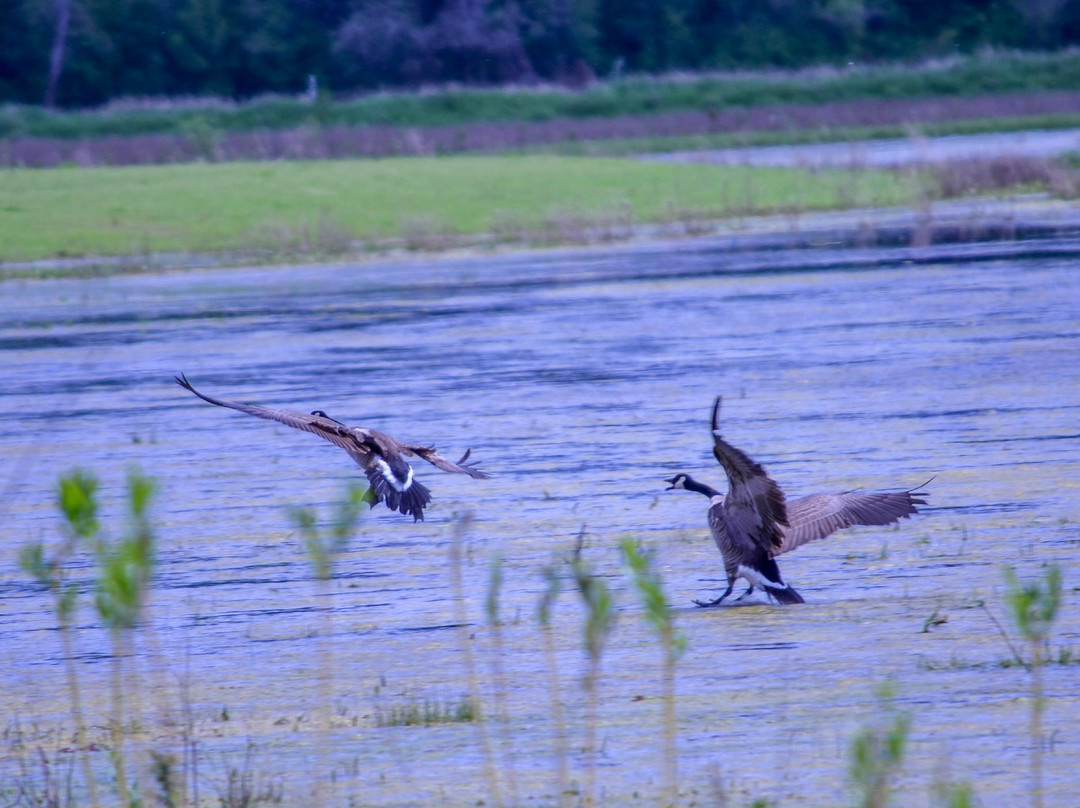 Jackson Bottom Wetlands Preserve-希尔斯伯勒必去景点