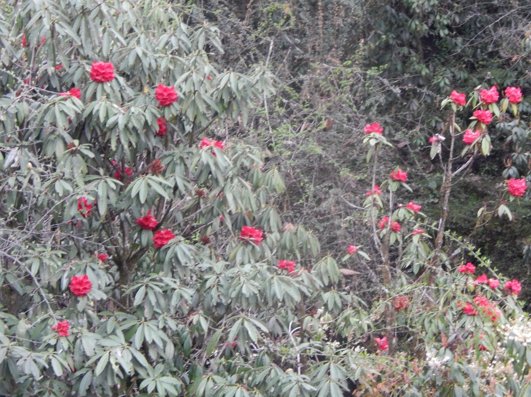 Shingba Rhododendron Sanctuary-甘托克必去景点