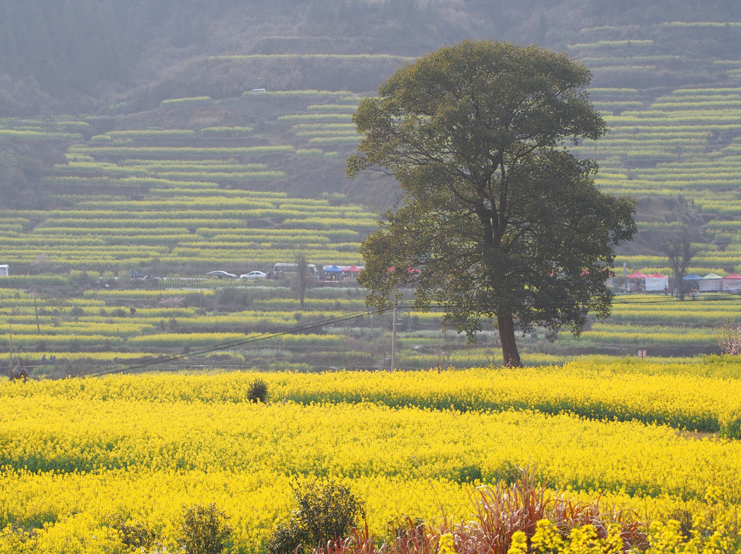 婺源油菜花地-婺源县必去景点