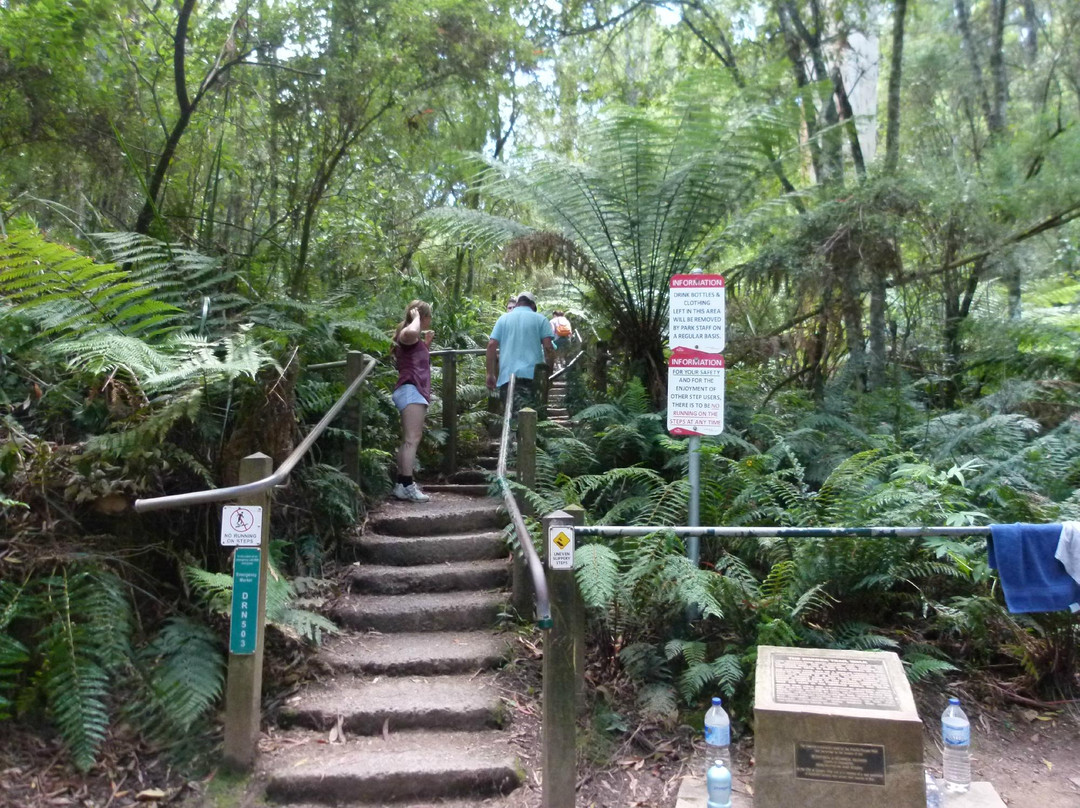 Tree Fern Gully Track-墨尔本必去景点