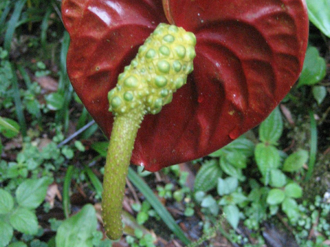 Tan's Camellia Garden-丹那拉塔必去景点