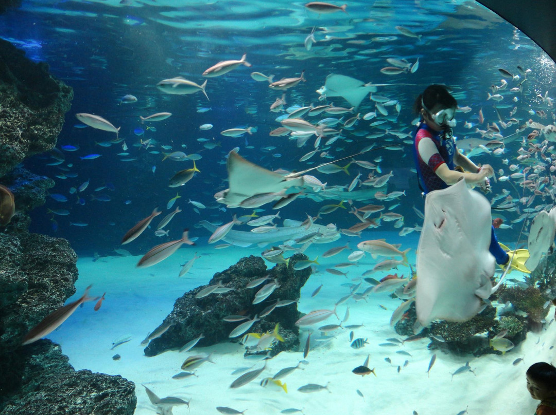 阳光水族馆景点图片