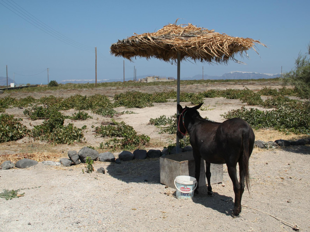 Faros Market-阿克罗蒂里必去景点