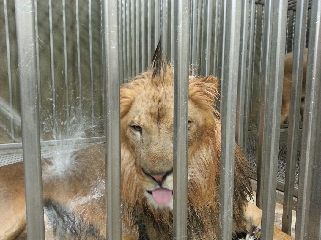 Lion Habitat Ranch-亨德森必去景点