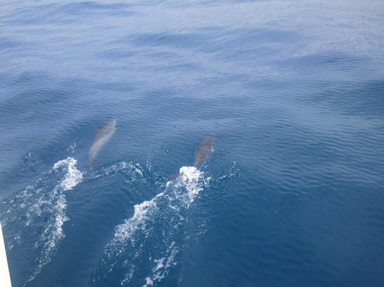 大岛顺风浮潜之旅-凯鲁瓦-柯纳必去景点