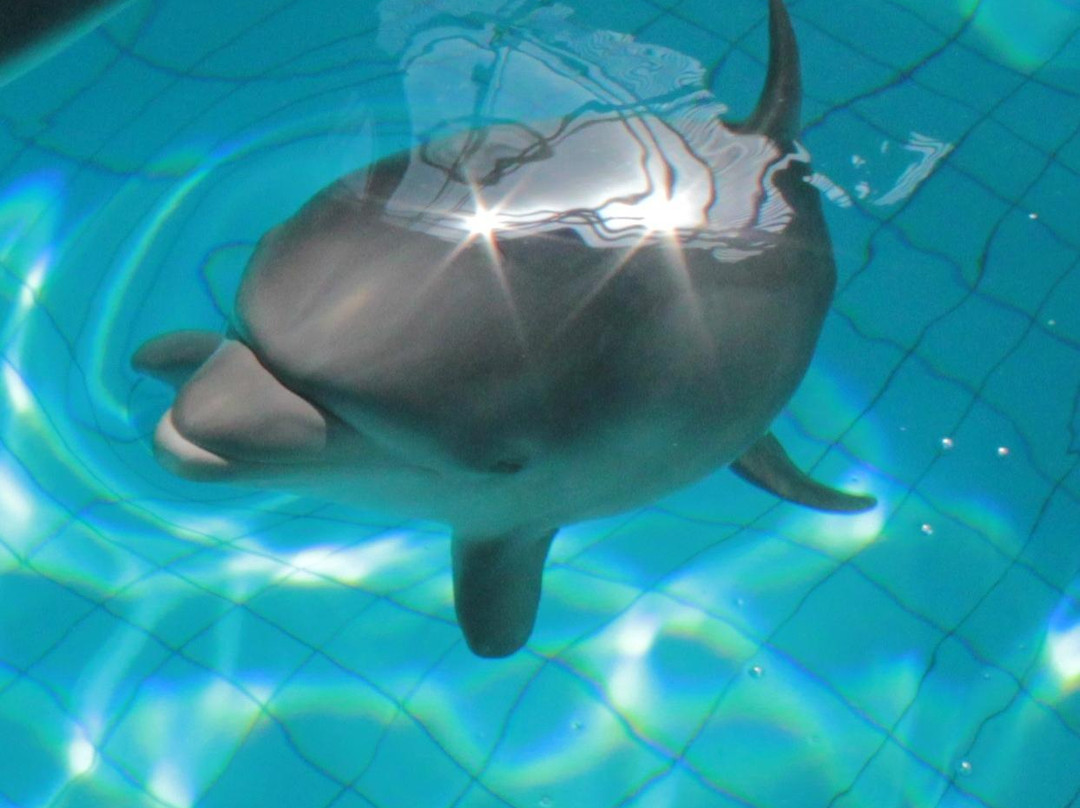 Dolphinarium Naberezhnye Chelny-Naberezhnye Chelny必去景点