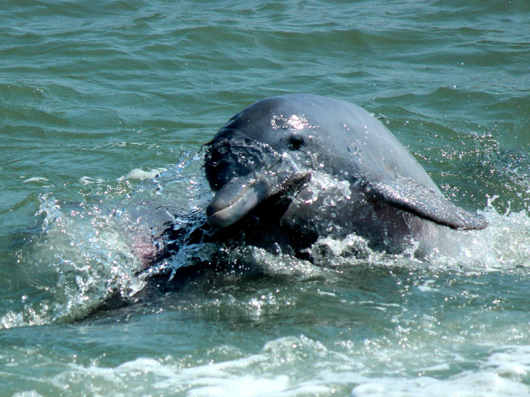 Kohootz Dolphin Encounters-Aransas Pass必去景点