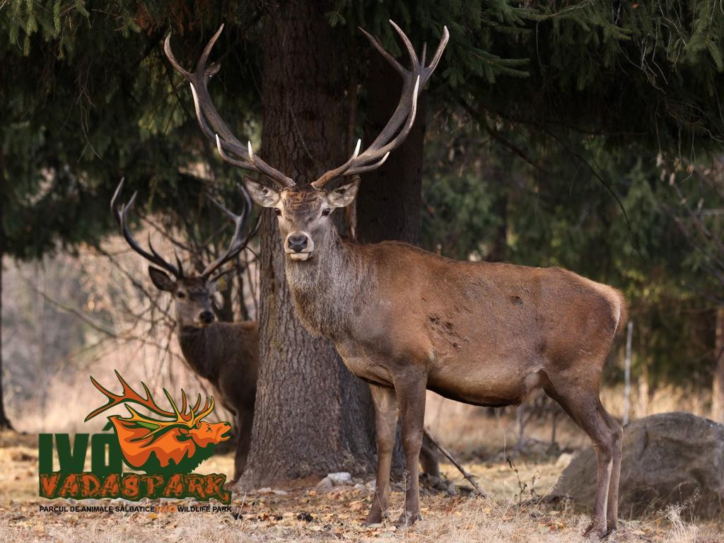 Ivo Wildlife Park景点图片