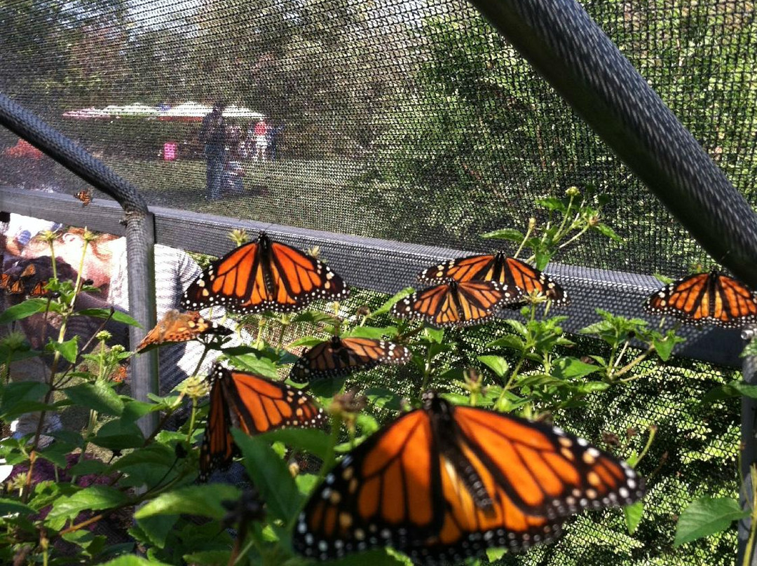 All-A-Flutter Butterfly Farm景点图片