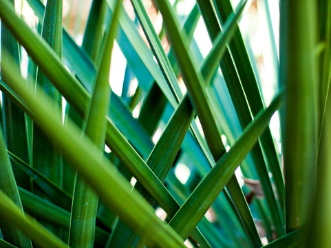 Capturing Savannah - Photography Tours-萨凡纳必去景点